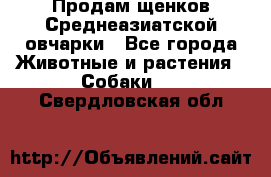 Продам щенков Среднеазиатской овчарки - Все города Животные и растения » Собаки   . Свердловская обл.